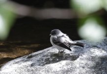 Torrent Tyrannulet 001.jpg