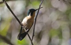 White-throated Mountain-gem 003.jpg