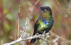 Fiery-throated Hummingbird 009.jpg