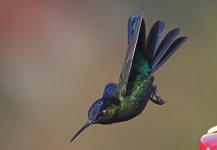 Fiery-throated Hummingbird 004.jpg