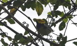 Black-throated Green Warbler 003.jpg