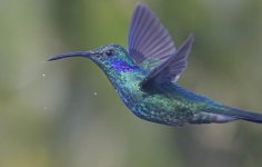 Lesser Violetear 002.jpg