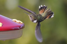 Volcano Hummingbird 001.jpg