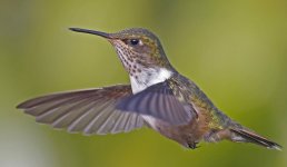 Volcano Hummingbird 010.jpg