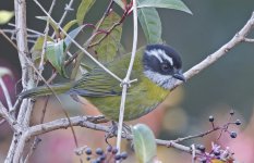 Sooty-capped Chlorospingus 007.jpg