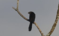 Smooth-billed Ani 004.jpg