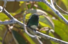 Snowy-bellied Hummingbird 004.jpg