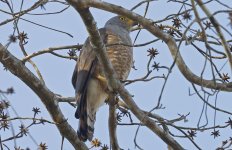 Roadside Hawk 003.jpg