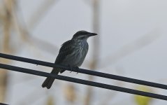 Streaked Flycatcher 004.jpg