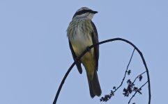 Piratic Flycatcher 005.jpg