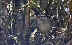 Timberline Wren 001.jpg