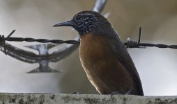 Rufous-breasted Wren 002.jpg