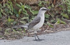 Tropical Mockingbird 002.jpg