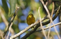 Yellow Warbler 001.jpg