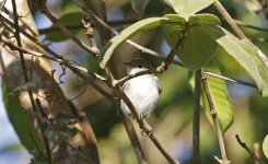 Chestnut-sided Warbler 003.jpg