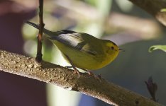 Wilson's Warbler 002.jpg