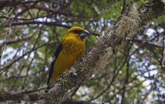 Black-thighed Grosbeak 003.jpg