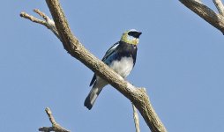 Golden-hooded Tanager 007.jpg