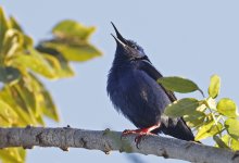 Red-legged Honeycreeper 001.jpg