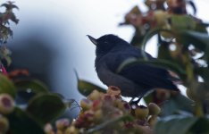 Slaty Flowerpiercer 002.jpg