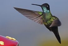 Talamanca Hummingbird 004.jpg