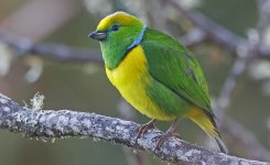 Golden-browed Chlorophonia 008.jpg