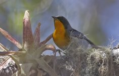 Flame-throated Warbler 003.jpg