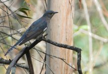 DSC04801 Fan-tailed Cuckoo @ Woodfrod Creek bf.jpg