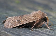 Common Quaker 001.jpg