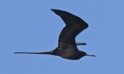 Magnificent Frigatebird 007.jpg