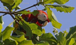 Scarlet Macaw 010.jpg