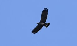 Zone-tailed Hawk 002.jpg