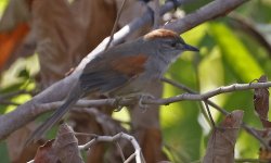 Pale-breasted Spinetail 005.jpg