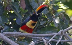 Fiery-billed Aracari 005.jpg