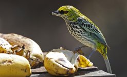 Speckled Tanager 001.jpg