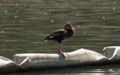 Black-bellied Whistling Duck 002.jpg