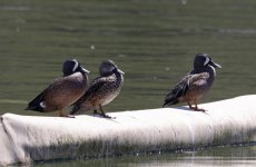 Blue-winged Teal 002.jpg