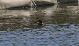 Least Grebe 002.jpg