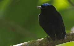 Velvety Manakin 005.jpg