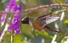 White-crested Coquette 009.jpg