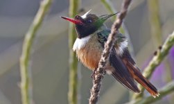 White-crested Coquette 010.jpg