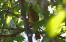 Rufous Piha 001.jpg