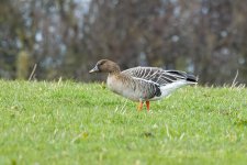 Bean-Goose-(43)-fbook.jpg