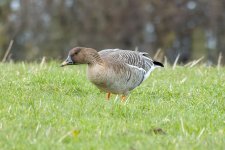 Bean-Goose-(55)-fbook.jpg