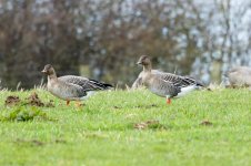 Bean-Goose-(61)-fbook.jpg