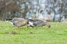 Bean-Goose-(83)-fbook.jpg