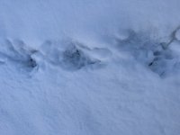 a few paw prints.JPG