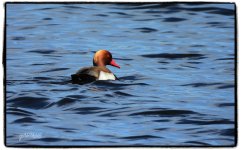 Pochard N0281.jpg