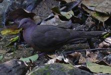 Short-billed Pigeon 005.jpg