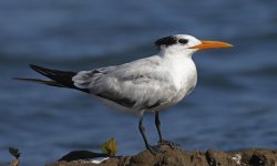 Royal Tern 007.jpg